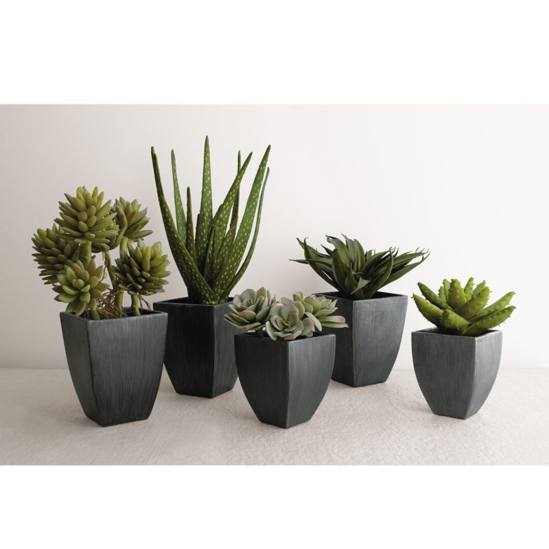 IMAGE(http://images.crateandbarrel.com/is/image/Crate/SucculentPottedPlantsSC06)
