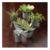 SucculentPottedPlantsSC11