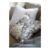 TazaHoldenPillowsXFI11