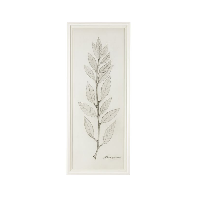 White Herbology Bay Laurel Print