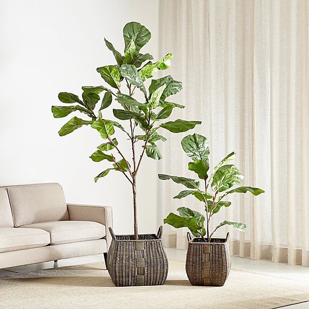 Faux Fiddle Leaf Fig Trees Crate And Barrel