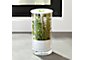 Glass Herb Keeper