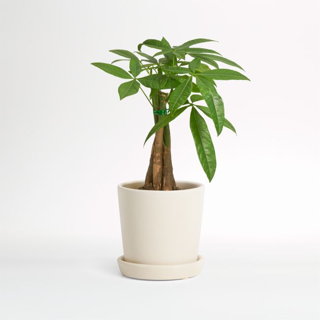 Online Designer Bedroom Live Money Tree Plant in Bryant Planter by The Sill