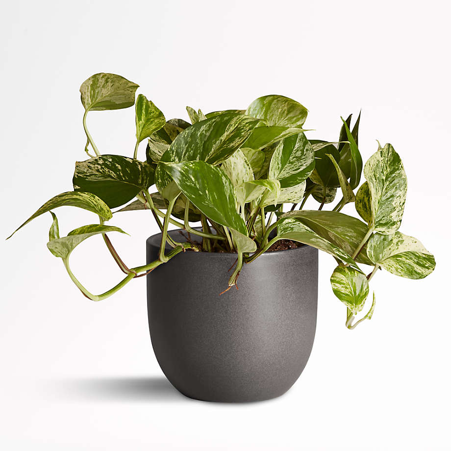 Live Marble Queen Pothos in Black Pot by The Sill Crate and Barrel