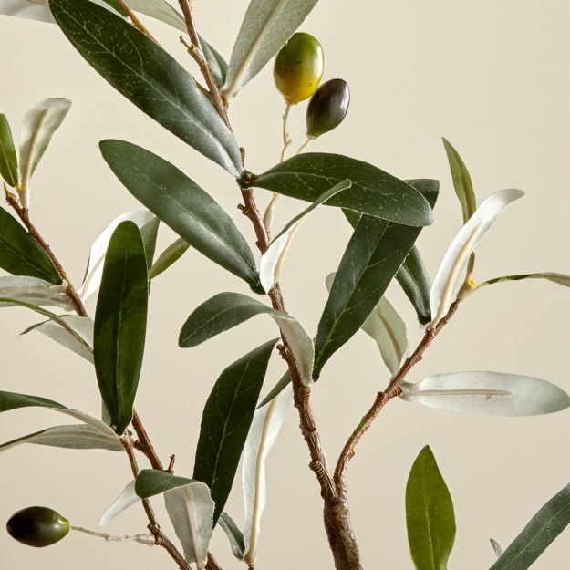 Faux Olive Stem + Reviews Crate and Barrel