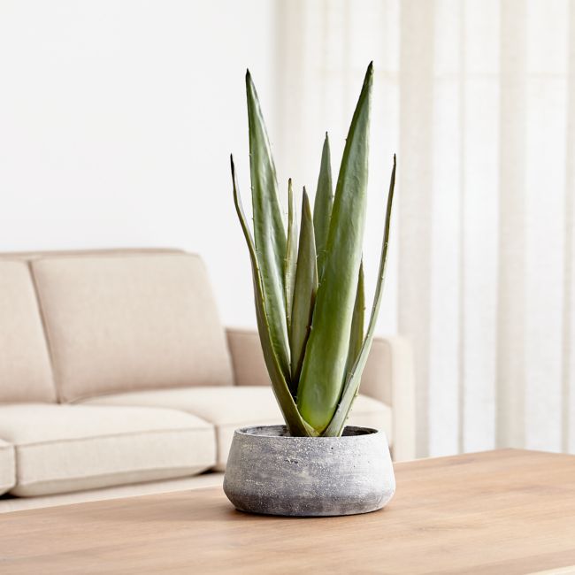 Online Designer Combined Living/Dining Faux Potted Agave