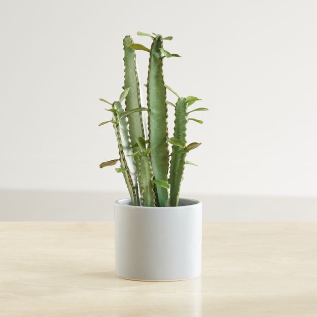 12" Faux Potted Cactus + Reviews | Crate and Barrel Canada