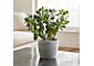 Potted Artificial Jade Plant