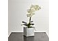 Large Potted Orchid Plant