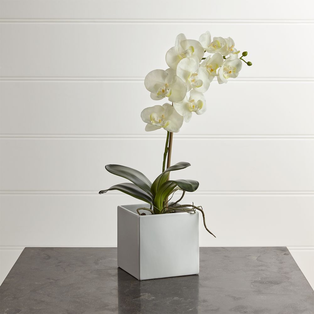 Online Designer Combined Living/Dining Large Potted Orchid Plant