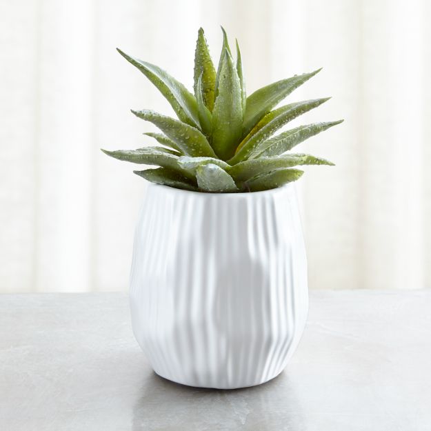 background layout error Crate Succulent Reviews Single and  Potted    Plant Faux