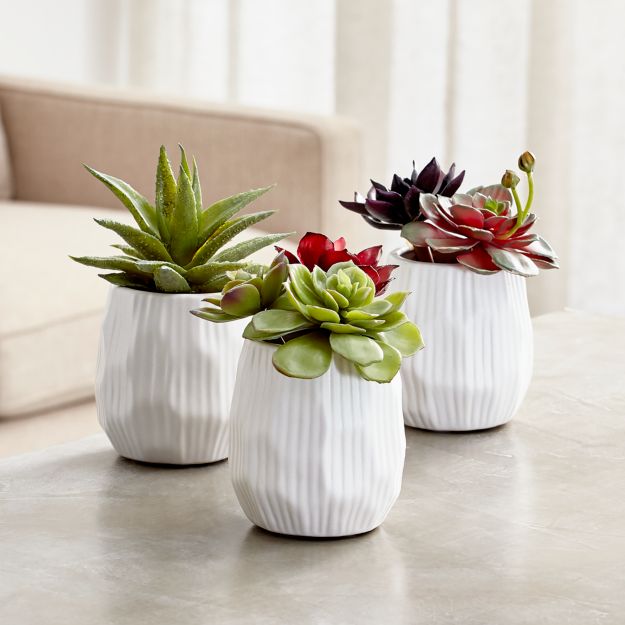 Potted Faux Succulent Plants | Crate and Barrel