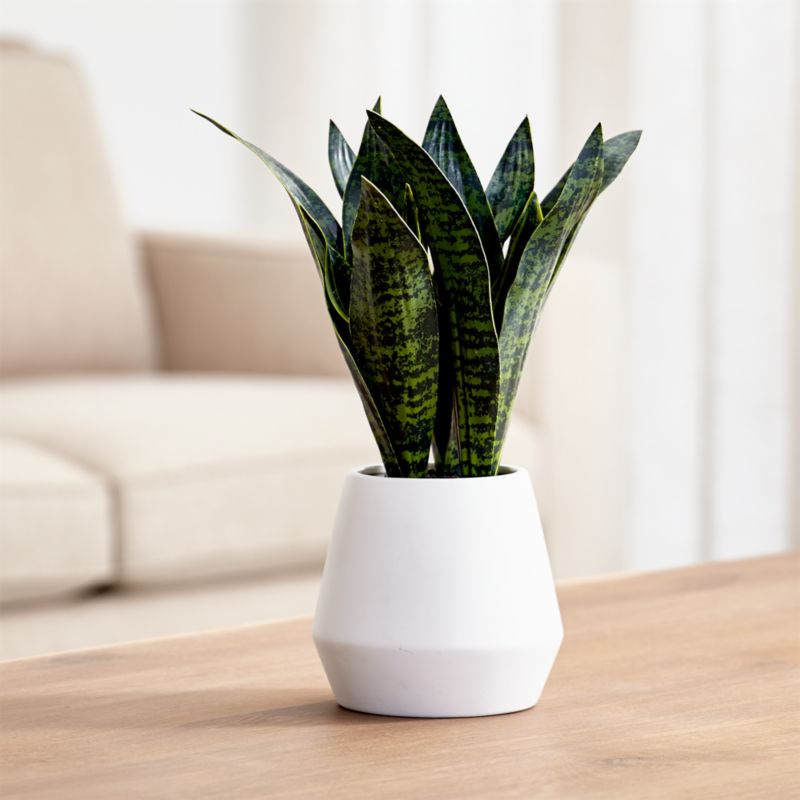 Artificial Snake Plant in Pot + Reviews | Crate and Barrel