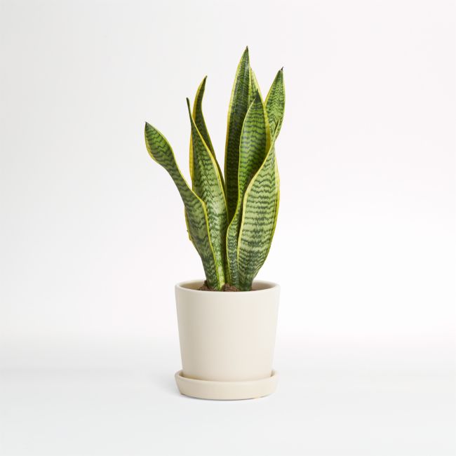 Online Designer Bedroom Live Snake Plant in Bryant Planter by The Sill