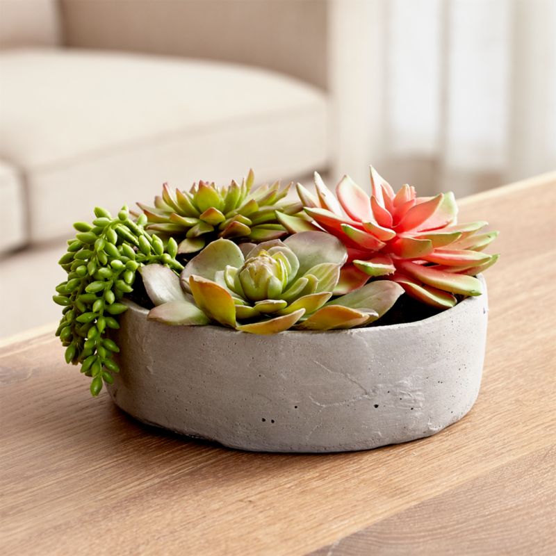 Artificial Succulents in Low Round Pot + Reviews | Crate and Barrel