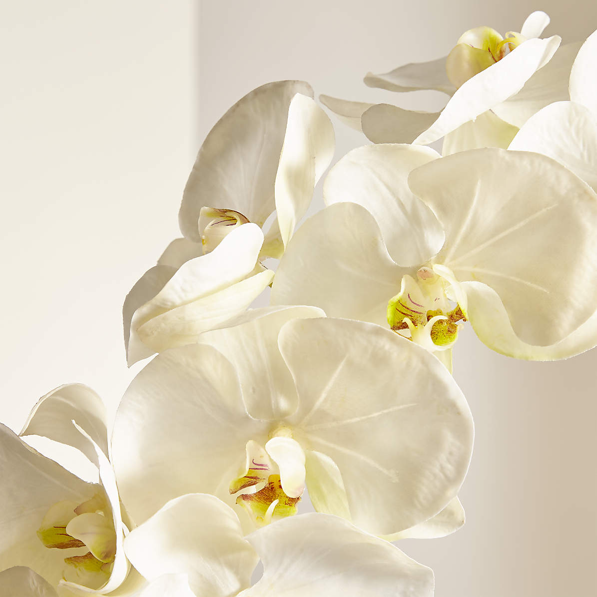 Artificial White Orchid Stem Reviews Crate And Barrel