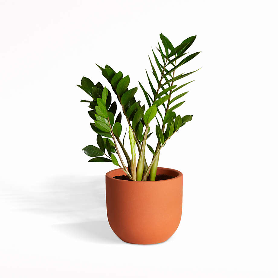 Live ZZ Plant in Terracotta Grant Planter by The Sill Crate and Barrel