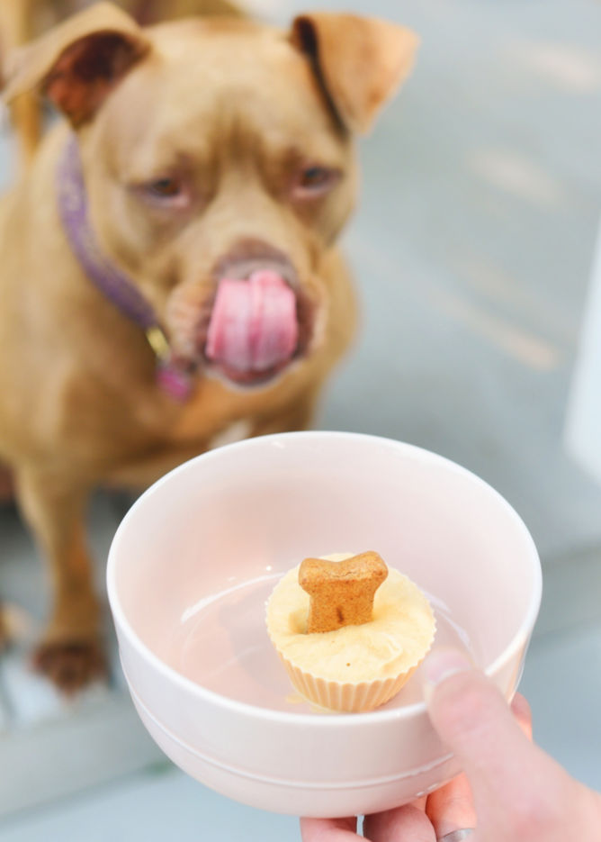 Homemade Dog Ice Cream Recipe | Crate and Barrel Blog