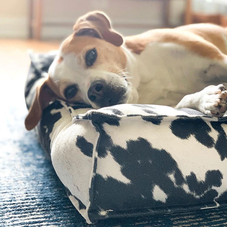 Crate and barrel on sale dog bed