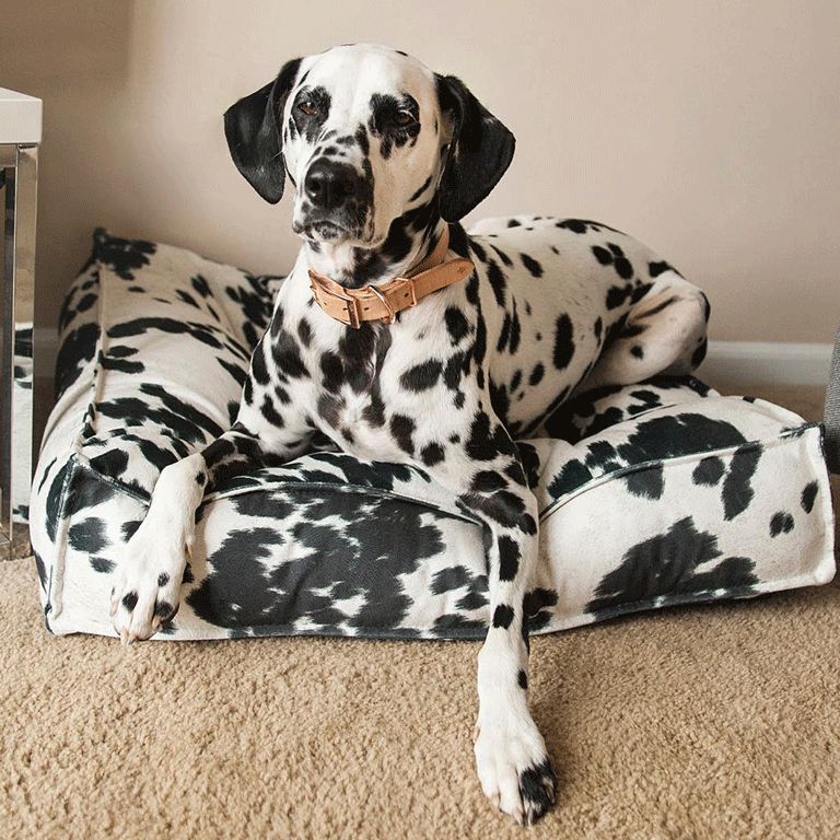 Crate and sale barrel dog bed