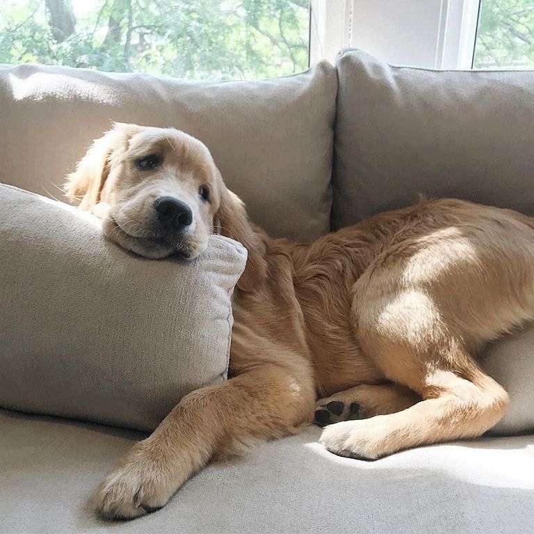 Dog bed outlet crate and barrel