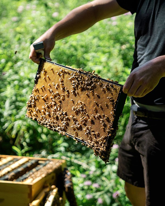 Buzzworthy News: Urban Beekeeping at Crate