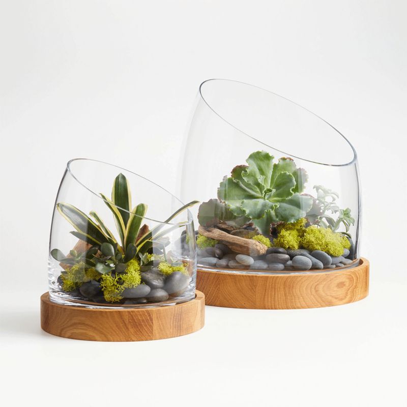 Two terrariums with wood base