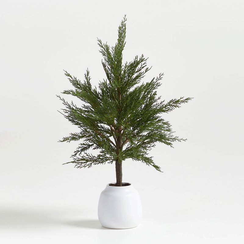 Holiday Cypress