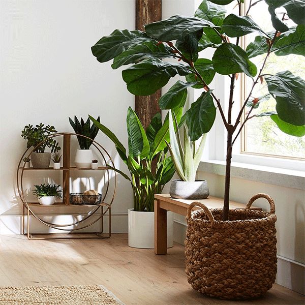 Indoor Plant Ideas To Improve Your Home Crate And Barrel