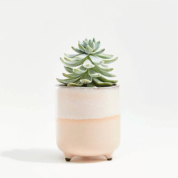 Small succulent in ceramic table vase