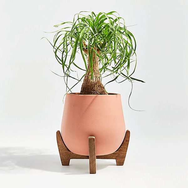 Natural clay large planter with wooden stand