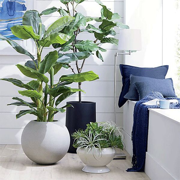 Indoor Plant Ideas to Improve Your Home Crate & Barrel