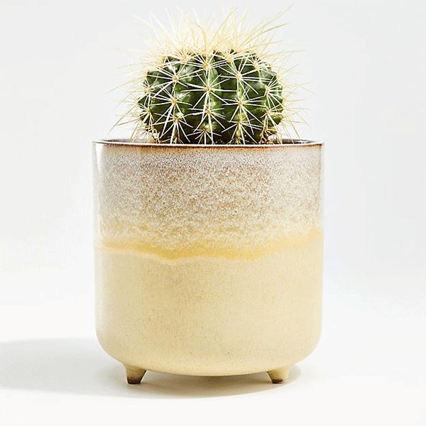 Small cactus in ceramic table vase