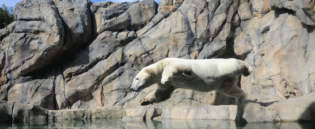 Polar bear jumping into pool in its enclosure at Brookfield zoo